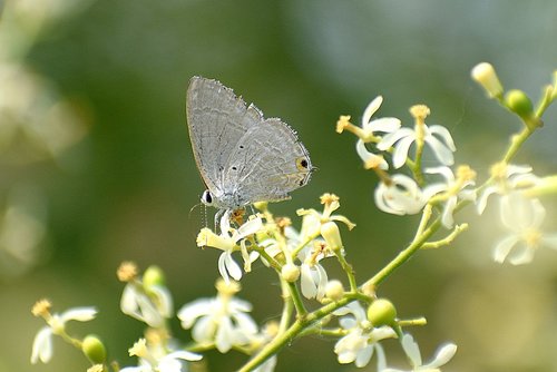 butterfly  flowers  spring