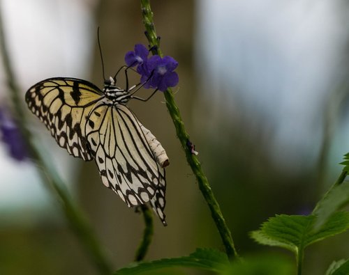 butterfly  papiliorama  switzerland