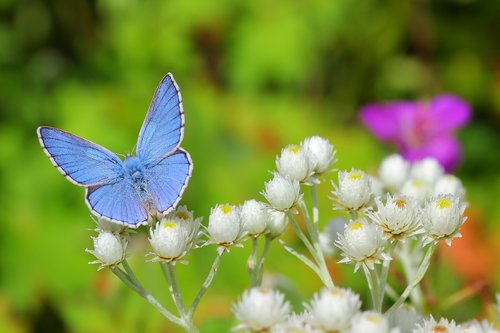 butterfly  insect  meadow