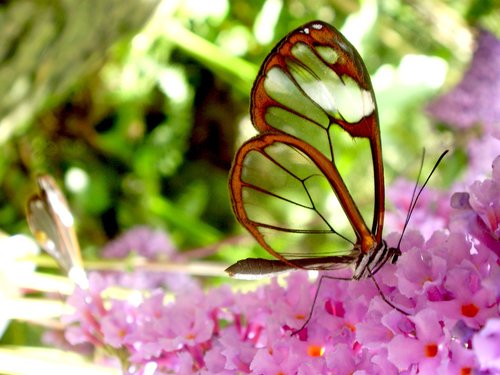 butterfly  transparent  warm