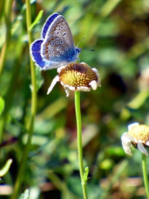 butterfly  blue  insect