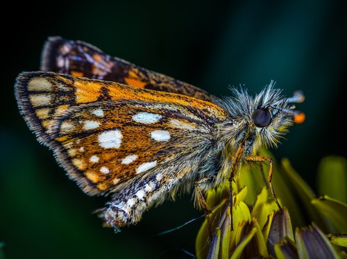 butterfly  insect  skipper