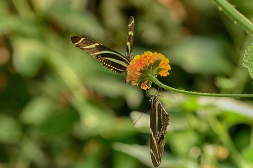 butterfly  flower  tropical