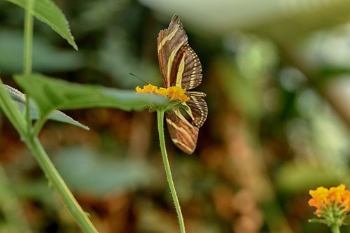 butterfly  flower  tropical