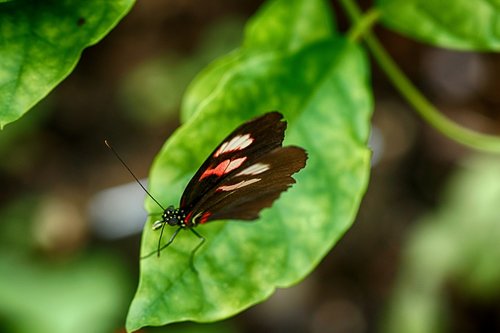 butterfly  insect  tropical