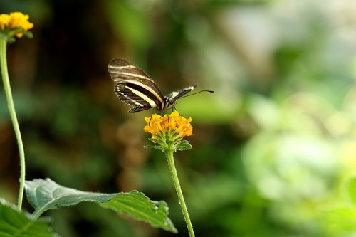 butterfly  insect  tropical