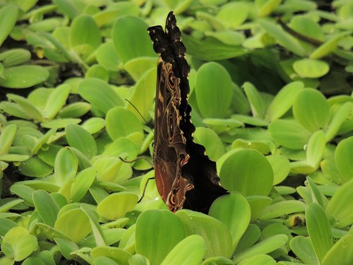 butterfly  letter  green