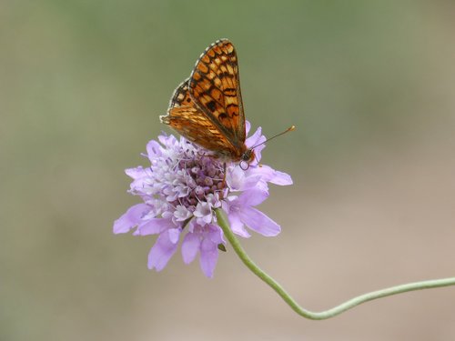 butterfly  damero knapweed  melitaea phoebe