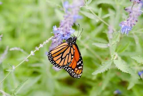 butterfly  nature  summer