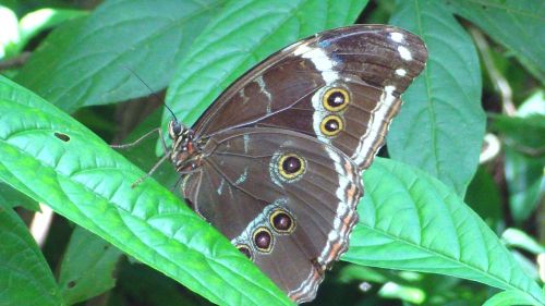 butterfly nature green