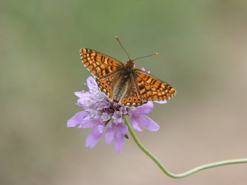 butterfly  damero knapweed  melitaea phoebe