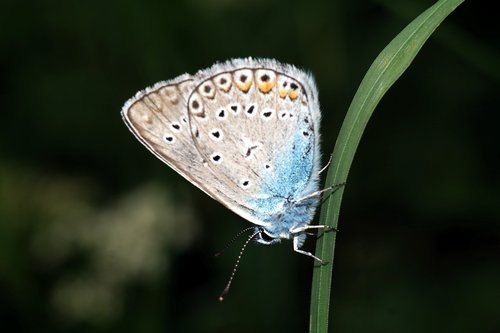 butterfly  macro  nature