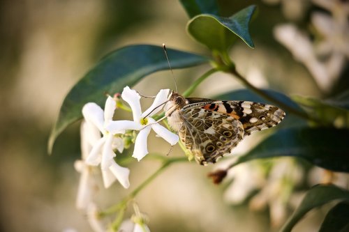 butterfly  flowers  jasmine