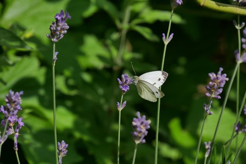 butterfly  white  insect