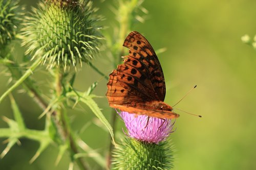 butterfly  thistle  flower