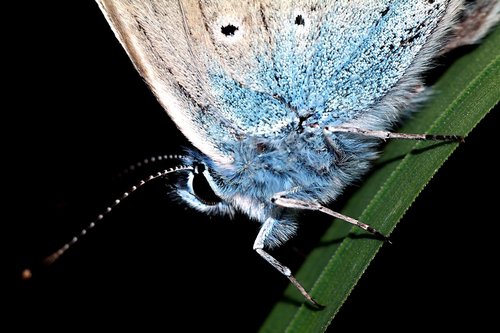 butterfly  insect  macro