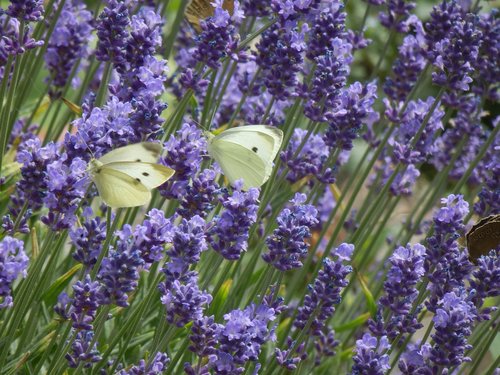 butterfly  cabbage white  flowers
