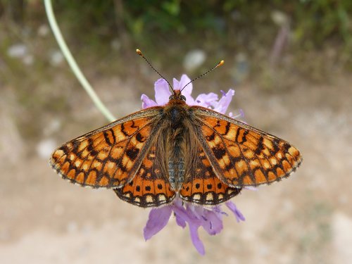 butterfly  damero knapweed  melitaea phoebe