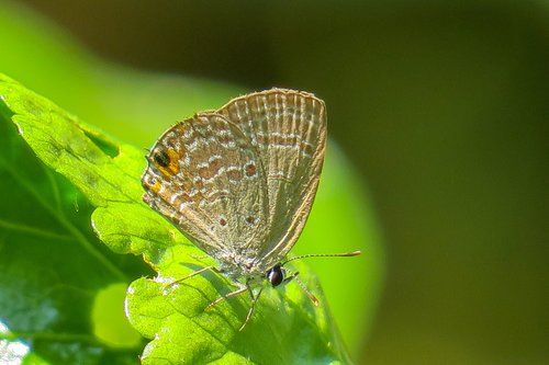 butterfly  beauty  insect