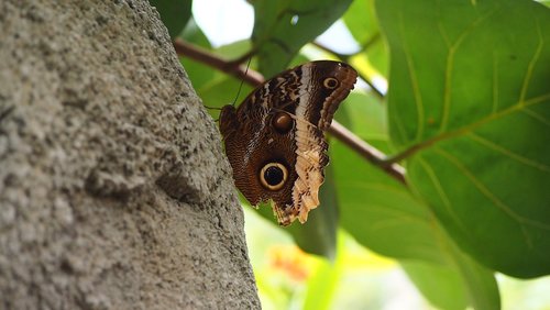 butterfly  zoo  drawing