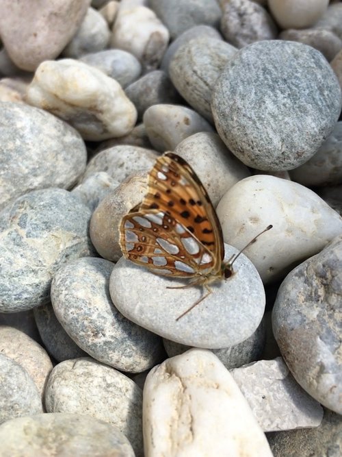 butterfly  stones  insect