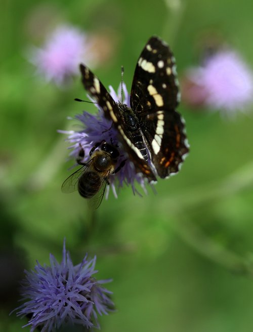 butterfly  black  flower