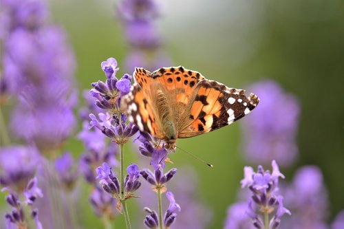 butterfly  lavender  flower