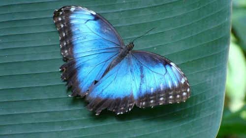 butterfly morpho wings