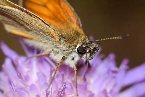 butterfly  insect  karłątek kniejnik