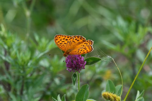 butterfly  insects  macro