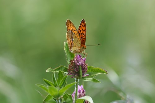 butterfly  insects  macro