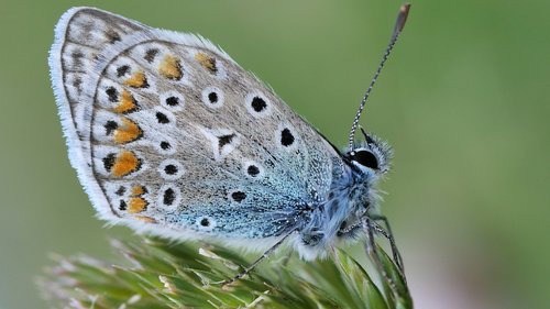 butterfly  white  blue