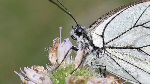 butterfly  white  macro