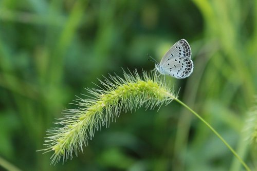 butterfly  the white one  insects