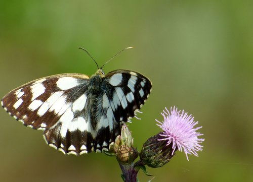 butterfly  nature  wings