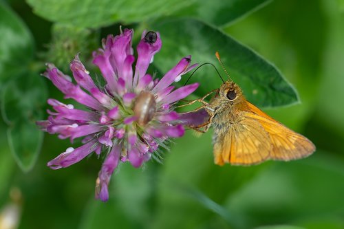 butterfly  nectar  proboscis