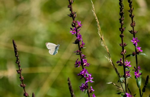 butterfly  insect  nature