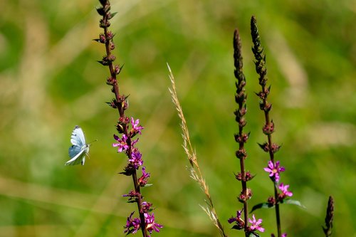 butterfly  insect  nature