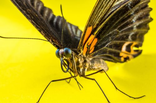 butterfly insect