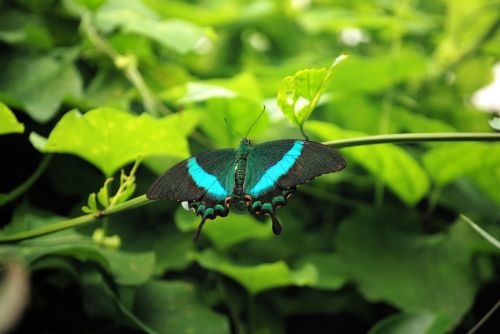 butterfly flying insect