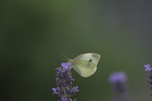 butterfly  white  insect