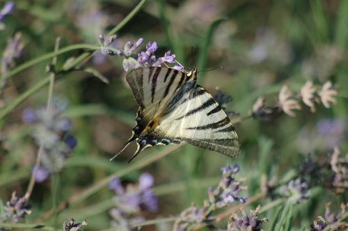 butterfly  ali  summer