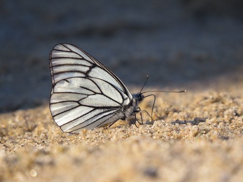 butterfly  white  sand