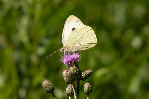 butterfly  white ling  blossom