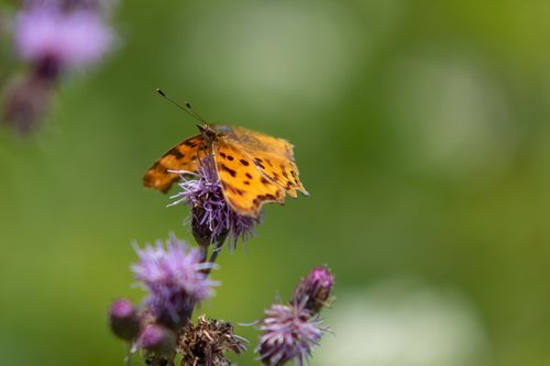 butterfly  edelfalter  blossom