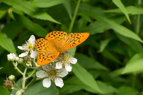 butterfly  edelfalter  blossom