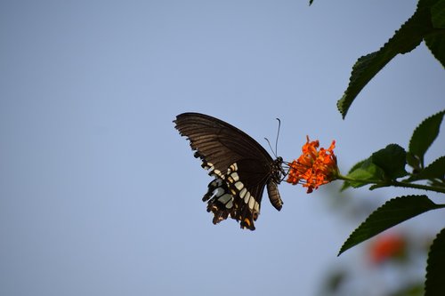 butterfly  flower  nature