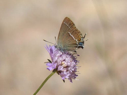 butterfly  flower  libar
