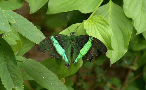 butterfly  green butterfly  greens