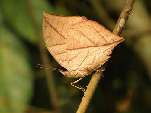 butterfly  manas national park  assam